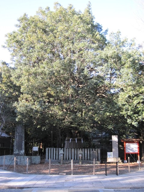 熊野速玉大社的必看特色之二：日本國家指定天然紀念物的神木「竹柏大樹」